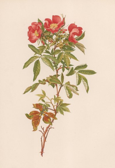 Rosa inglesa de English School